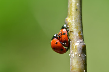 The red dot. Ladybug on green foliage.