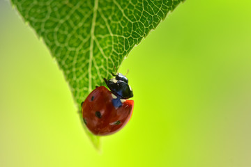 The red dot. Ladybug on green foliage.