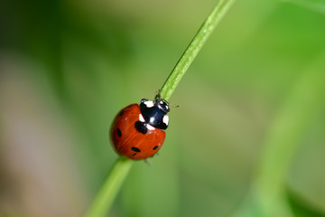 The red dot. Ladybug on green foliage.