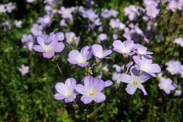Fototapeta na wymiar lila flowers of flax hirsute in a garden