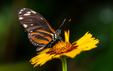 Farfalla