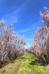 花木団地の桜（福島県・郡山市）