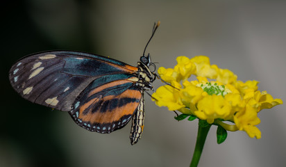 Farfalla