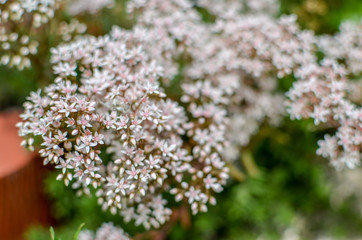 closeup of a flowering branch of the Sedum, made up of tiny star flowers