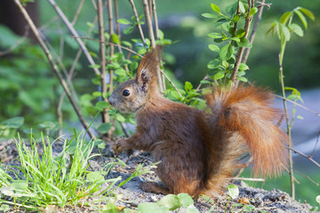 Eurasian red squirrel in forest, side view