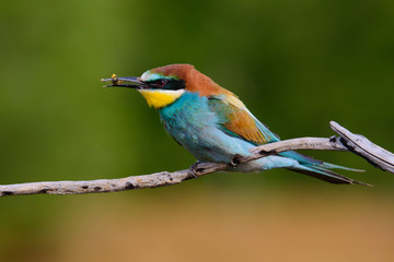 The European Bee-eaters, Merops apiaster is sitting and showing off on a nice branch, has some insect in its beak, during mating season, nice colorful background and soft golden light