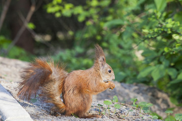 Eurasian red squirrel in forest eating nut