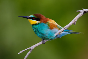 Golden bee-eater sitting on a branch