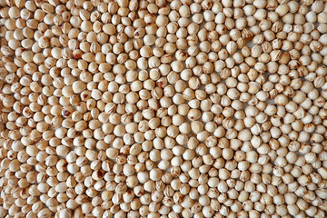 Bones of sweet cherries, cherries. Background of seeds, bones for a garden store.