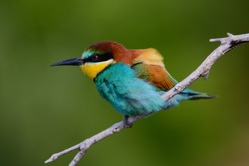 Golden bee-eater sitting on a branch