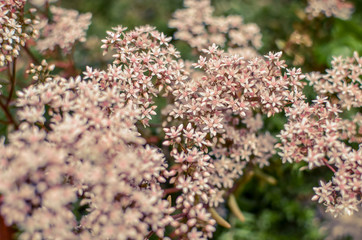 closeup of a flowering branch of the Sedum, made up of tiny star flowers