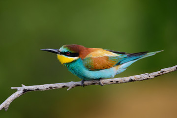 European bee-Eaters, Merops apiaster sits and brags on the good thread, has some insect in its beak during the mating season, the male feeds the female