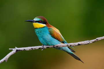 Golden bee-eater sitting on a branch