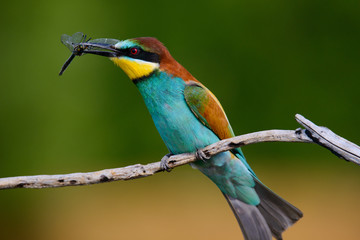 European bee-Eaters, Merops apiaster sits and brags on the good thread, has some insect in its beak during the mating season, the male feeds the female