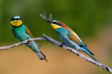 Fototapeta na wymiar European bee-Eaters, Merops apiaster sits and brags on the good thread, has some insect in its beak during the mating season, the male feeds the female