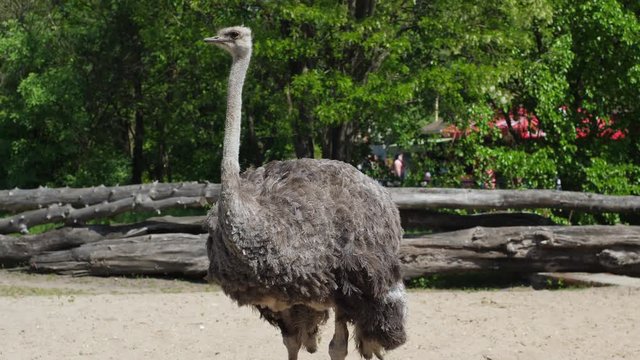 funny ostrich with big eyes and long neck stand in a zoo on a sunny day at summer in slow motion