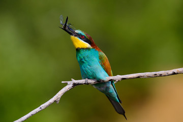 European bee-Eaters, Merops apiaster sits and brags on the good thread, has some insect in its beak during the mating season, the male feeds the female