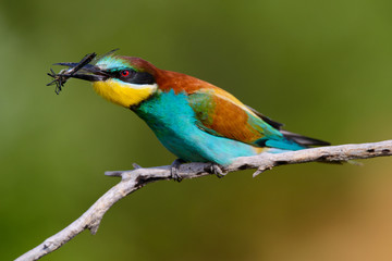 The European Bee-eaters, Merops apiaster is sitting and showing off on a nice branch, has some insect in its beak, during mating season, nice colorful background and soft golden light