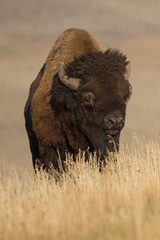 American Bison in Yellowstone © EG Images