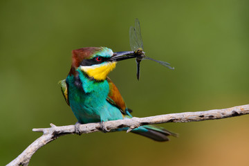 European bee-Eaters, Merops apiaster sits and brags on the good thread, has some insect in its beak during the mating season, the male feeds the female