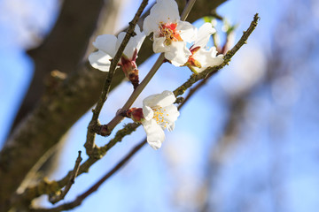 Apricot Flowers on Sunset