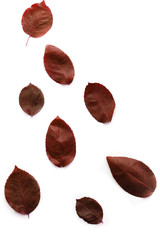 Red-brow leaf pattern on a white background, leaf isolated