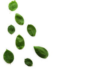 Green leaf pattern on a white background, leaf isolated