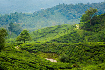 Cameron Highlands Boh tea plantation