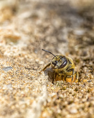 Single earth bee go out from their hole at ground level