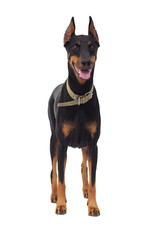 Obraz premium Doberman Pinscher dog, full-length