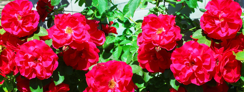 Panoramic image of red roses on a green background.