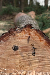 Newly cut down pine tree with an official stamp and a reference number on its trunk