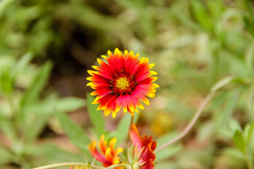 orange wild flower