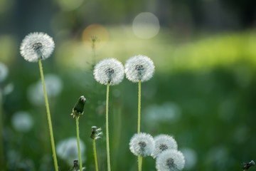 Many white fluffy dandelion flowers on the meadow. A joyous light-hearted mood. Soft selective focus.
