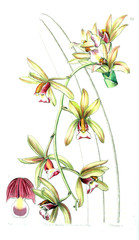 Illustration of plant