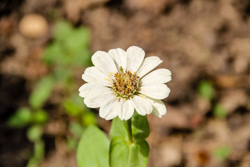 White wild flower