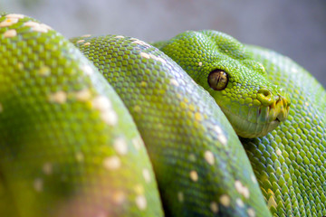 Green tree python on a tree branch. Morelia viridis .