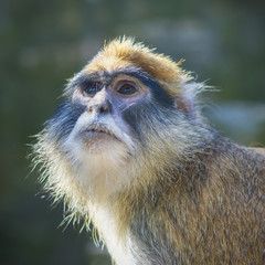 A long tailed macaque monkey looking up. Macaca fascicularis.