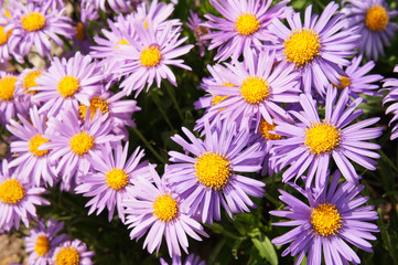 New york asters or aster novi-belgii many violet flowers