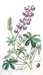 Illustration of plant