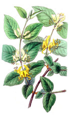 Illustration of plant