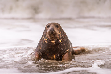 Atlantic Grey Seal Pup on Sandy Beach/Atlantic Grey Seal Pup/Atlantic Grey Seal Pup (Halichoerus Grypus)