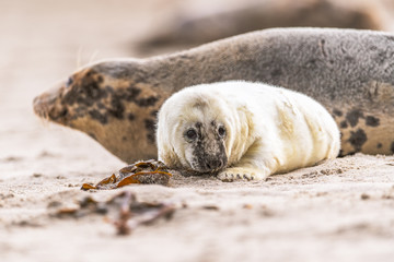 Atlantic Grey Seal Pup on Sandy Beach/Atlantic Grey Seal Pup/Atlantic Grey Seal Pup (Halichoerus Grypus)