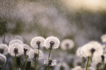 Many white delicate air colors of dandelions and spring sunny rain  and flies flying in the air. Vintage style.
