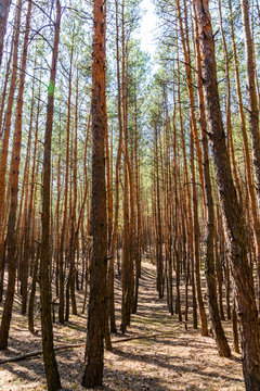 Rows of the tall pine trees in a forest on spring