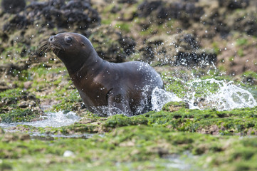 Baby sea lion , Patagonia Argentina