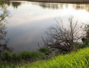 Pond shore overgrown with grass, withered bush and sky with clouds reflected on the water surface