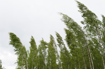 Wind blowing birch trees