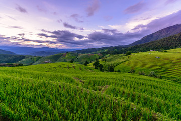 Obraz premium Beautiful step of rice terrace paddle field in sunset at Chiangmai, Thailand. Chiangmai is beautiful in nature place in Thailand, Southeast Asia. Travel concept.