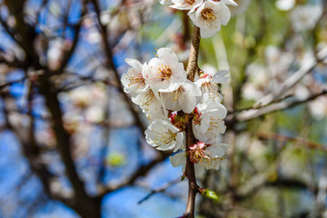 Branches of the blossoming  apricot tree on spring